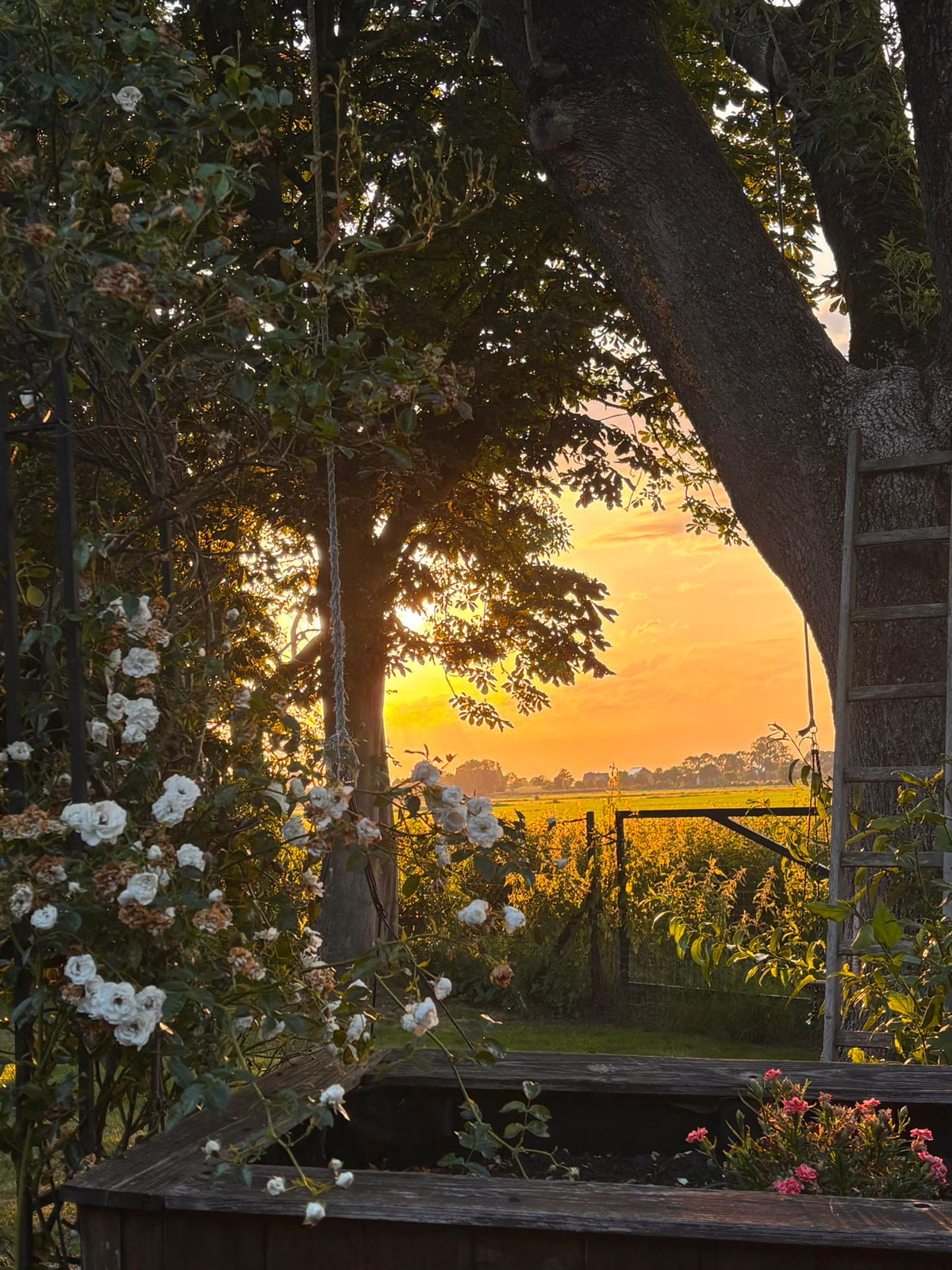 Blick durch alte Bäume und weiße Kletterrosen über ein Holz-Hochbeet auf ein Feld im Sonnenuntergang